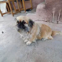 سگ ماده نژاد پیکینز