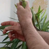 جوجه طوطی دو ماهه شاه تخم نر