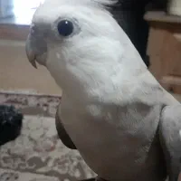 دوتا عروس هلندی گمشده|پرنده|بندرعباس, |دیوار