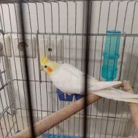 عروس هلندی  نرو ماده