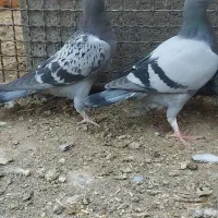 12جوجه خوب فروشی المانی