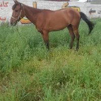 اسب|اسب و تجهیزات اسبسواری|گالیکش, |دیوار