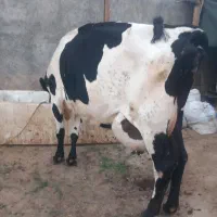 گاو ۲۵ کیلو شیر