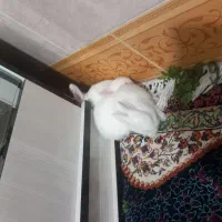 خرگوش بازیگوش