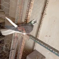 سلام کبوترای پرشی فروشی|پرنده|کرج, شهرک بنفشه|دیوار