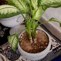 گلهای طبیعی دیفن