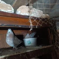 کبوتر|پرنده|سیمین شهر, |دیوار