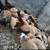 گوسفند زنده سید