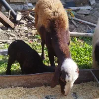 فروش میش بره