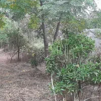 فروش زمین|فروش زمین و ملک کلنگی|دالخانی, |دیوار