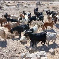 بز وکهر دار و آبستن یک دست