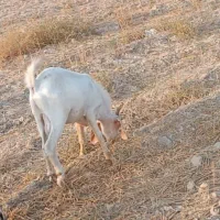 کهره دو رگه