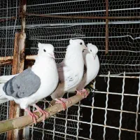 7تانر شهرستان