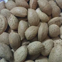 بادام درختی درجه ۱