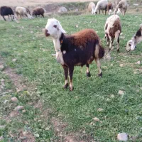 برقوچ ۸ماهه کله عروس|حیوانات مزرعه|بروجرد, |دیوار