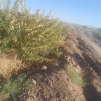 زمین با۱۰۰درخت زرشک و۲ساعت آب ۲۹۸میلیون تومان|فروش دفتر صنعتی، کشاورزی، تجاری|بیرجند, |دیوار