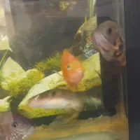 آکواریوم باتمام وسایل وماهی گوشت خوار|ماهی|قزوین, |دیوار