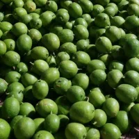 فروشگاه کشاورزی همه چیز برای رشدوتقویت محصولات شما|خدمات باغبانی و درختکاری|دوگنبدان, |دیوار