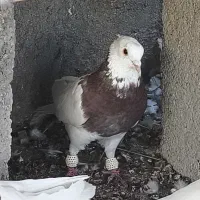 کبوتر|پرنده|برازجان, |دیوار