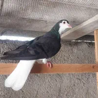 کبوتر جوانه ساده و دورگ