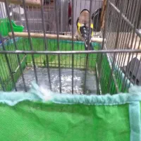 سهره|پرنده|تهران, جوادیه|دیوار