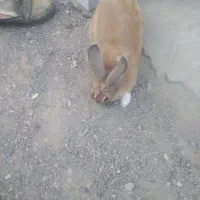 خرگوش فروشی