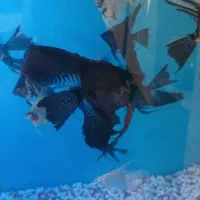 ماهی آنجل|ماهی|تهران, شهرک رضویه|دیوار