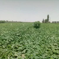 ترشیجات و خیارشور رویال(تازه امسالی)|عمده‌فروشی|تهران, جیحون|دیوار