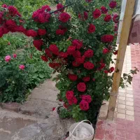 گل کاری تعویض گلدان مرتب کردن باغچه حیاط|خدمات باغبانی و درختکاری|مشهد, کشاورز|دیوار
