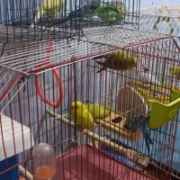 مرغ عشق تعداد