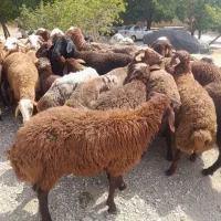 گوسفند و قصابی رایگان