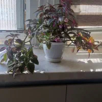 گلدان و گیاه طبیعی