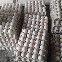 تخم نطفه دار بوقلمون برنز با ضمانت نطفه