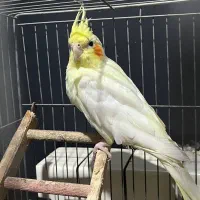 عروس هلندی مولد و رام|پرنده|ساری, |دیوار