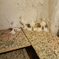 کفتر پا پر|پرنده|تبریز, |دیوار