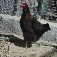 مرغ شهری تخمگذار