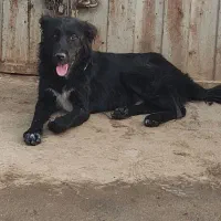 واگذاری سگ گله|سگ|نجف‌آباد, حومه نجف آباد|دیوار