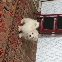 شیتزو|سگ|شاهرود, |دیوار