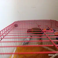 عروس هلندی کوتوله برژیلی|پرنده|ساری, |دیوار