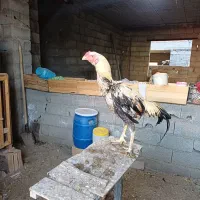 خروس لاری اصیل|حیوانات مزرعه|هادی شهر, |دیوار