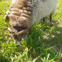 قوچ رومانووف