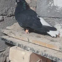 سلام دوستان|پرنده|کرخه, |دیوار