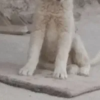 سگ نژاد هاسکی|سگ|مهاباد (آذربایجان غربی), |دیوار