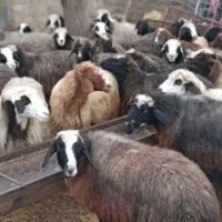 توزیع گوسفند خوش پخت مناسب کشتن|حیوانات مزرعه|قم, انسجام|دیوار