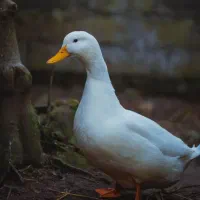 سیم‌کارت کد۴ رندبیلبردی