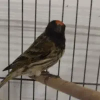 فوری فوری یک عدد گلبسر