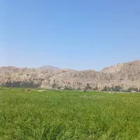 برنج میداوود