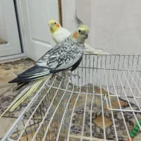عروس هلندی نر ماده فروشی|پرنده|اشتهارد, |دیوار