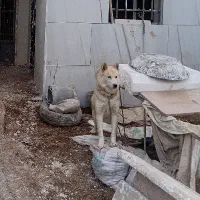 سگ هاسکی معاوضه با بوقلمون و خروس