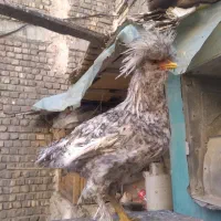 مرغ و خروس نژاد دار|حیوانات مزرعه|قم, قلعه کامکار|دیوار